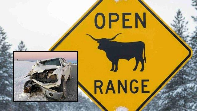 Wyoming Highway Patrol Warns Motorists To Watch Out For Cows After Many Struck