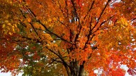 When, where to see the best peak fall foliage in Pennsylvania?