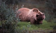 State officials investigate bear incident in Boundary County