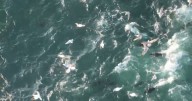 ‘Expensive’ bluefin tuna embarks on feeding frenzy