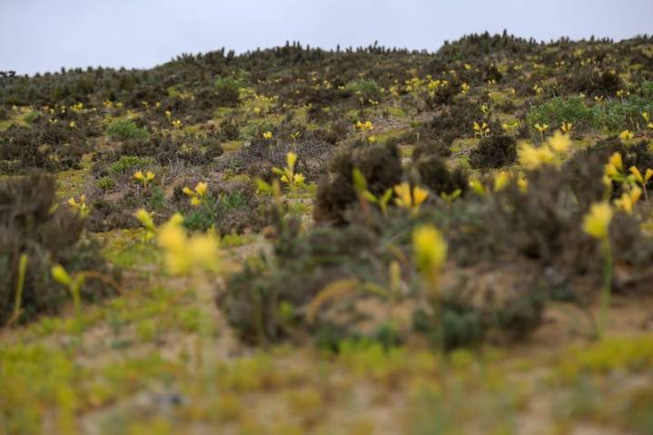 Municipio de Copiapó llama a la comunidad a respetar y cuidar el Desierto Florido