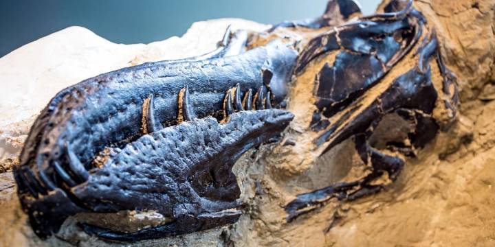 These dinosaur bones have stumped scientists since the 1940s. New evidence claims to solve the mystery