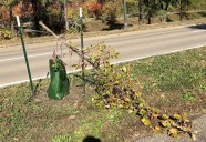 Vandals destroy dozens of trees along St. Paul’s Shepard Road