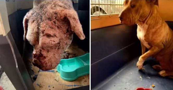 Rescatan en Soacha a cinco perros y un gato víctimas de maltrato animal en el barrio Ducales