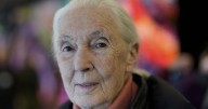 Jane Goodall, icon of animal advocacy, passes away
