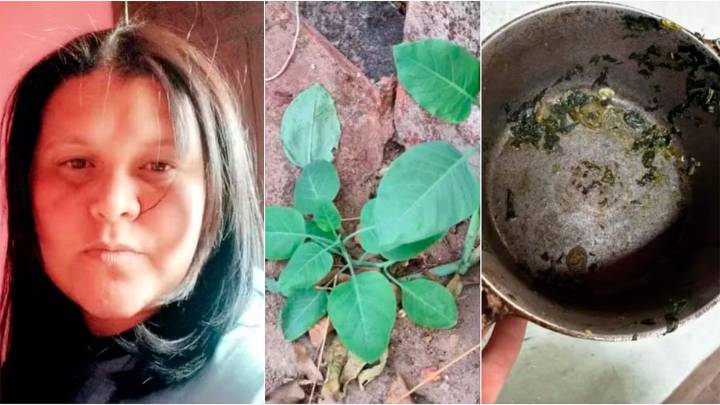 Una mujer falleció y dos hombres resultaron graves por comer planta tóxica en Brasil