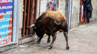 Localizado sin vida el toro perdido hace cinco días tras un festejo taurino en Romancos (Guadalajara)