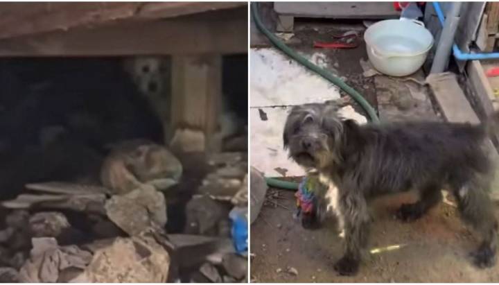"Máquinas están pasando por encima": activistas denuncian abandono de mascotas en Toma Dignidad