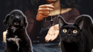 Gatos y perros negros en riesgo por rituales de santería: ¿por qué estar pendiente de ellos en octubre y noviembre?