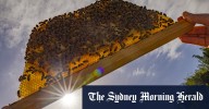 Bees for mental health: Inside viral movement of wellness influencers spruiking beekeeping benefits