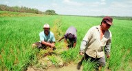 Piura es la tercera región productora de arroz a nivel nacional
