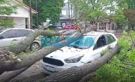 Milagro en medio del temporal en La Plata: así un árbol aplastó un auto en una madrugada caótica