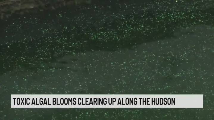 Toxic algal blooms clearing up along the Hudson River