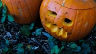 We Urge You Not To Dump Your Pumpkins In The Woods After Halloween