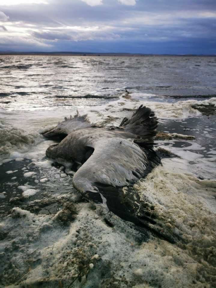 Localizan 200 grullas muertas, posiblemente por gripe aviar, en la laguna de Gallocanta
