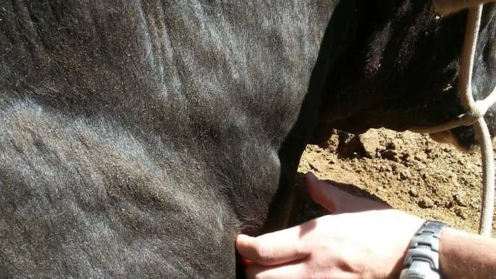 Qué es la Dermatosis nodular que afecta al vacuno y cómo se contagia