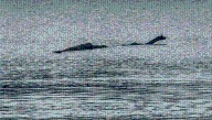 The History Of The Loch Ness Monster – And The Theories On What It Could Have Been