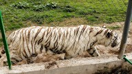 Tigre de bengala muere durante deslave en Xicotepec, Puebla