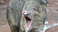 Man airlifted to hospital after hitting javelina with motorcycle in Arizona
