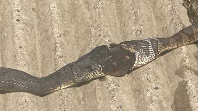 Iowa men capture photos of 2 snakes trying to eat frog