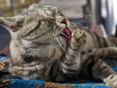 El analgésico natural para gatos más recomendado por veterinarios en Amazon