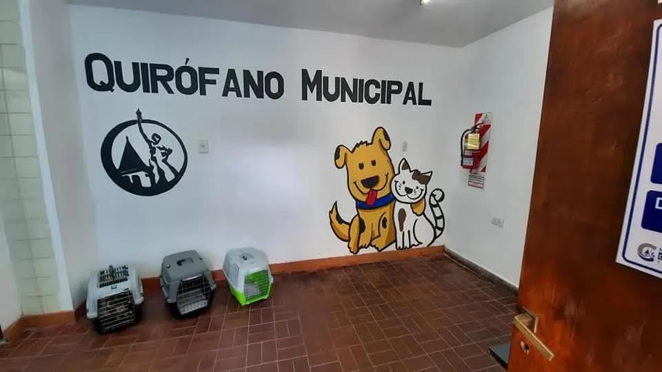 Concepción: El quirófano municipal llegó a las 1.250 castraciones felinas y caninas