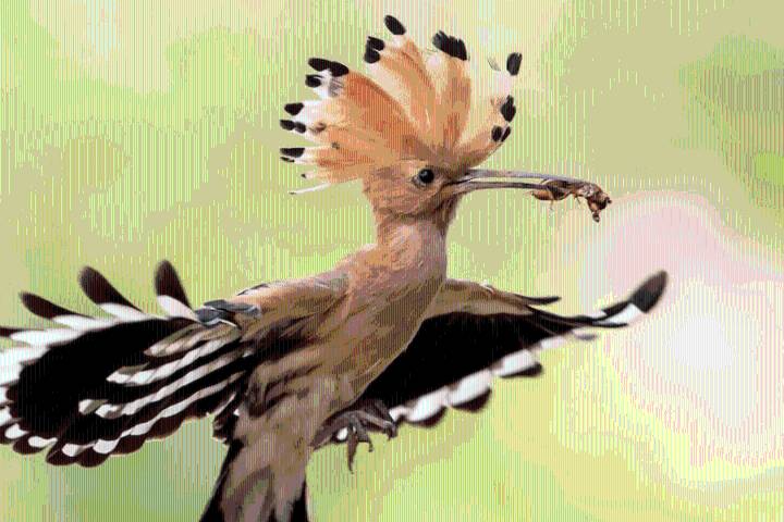 Biodiversity is our most sophisticated information network and must be protected (commentary)