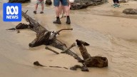 Mysterious military shipwreck appears on Target Beach in Jervis Bay