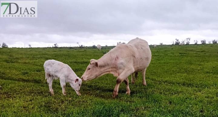 Extremadura recibirá cerca de 2 M€ del plan nacional contra la tuberculosis bovina