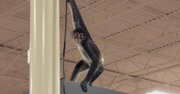 Video shows monkey in diaper swinging through Texas Halloween store