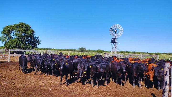 La sequía golpeó a la ganadería provincial: las claves para la recuperación