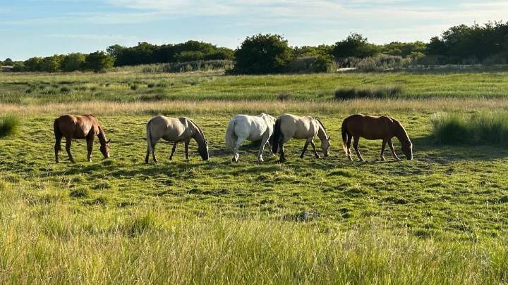 Caballos. Con la llegada de las lluvias y mosquitos, alertan por el riesgo de nuevos brotes de encefalomielitis equina en la Argentina