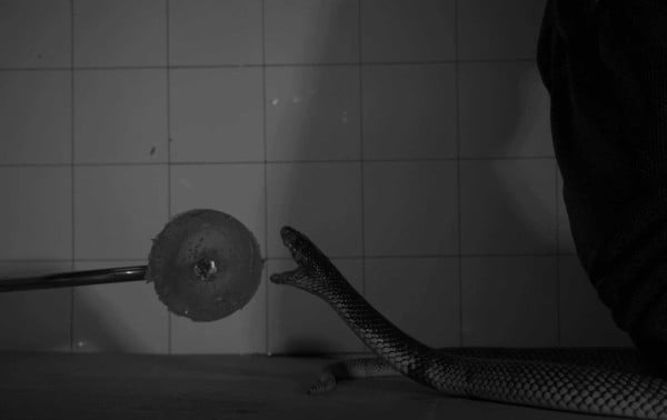 Luces, cámara, veneno: ¿Qué sucede cuando una serpiente ataca?