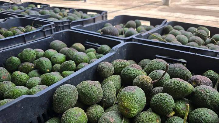 Aceite de aguacate veracruzano, con calidad para competir en mercados internacionales, señalan productores