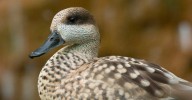 Un pato salvaje encontrado en una playa de Benajarafe, primer caso de gripe aviar en Málaga