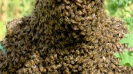 Hombre Muere Tras Ser Atacado por un Enjambre de Abejas en Ojocaliente, Zacatecas