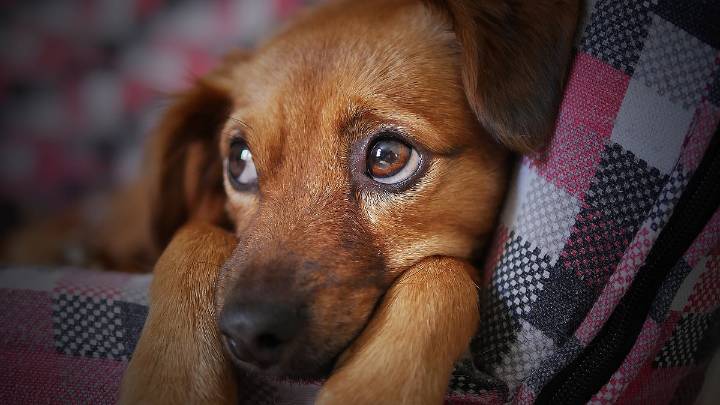 Chennai: Animal Rights Activist Accuses Woman Constable, Husband Of Killing Dogs Inside Police Quarters; Alleges Inaction