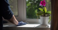 UK households told to spray window ledges and door frames with vinegar this October
