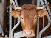 Europe seeks to ban advertising of vegetarian protein as meat