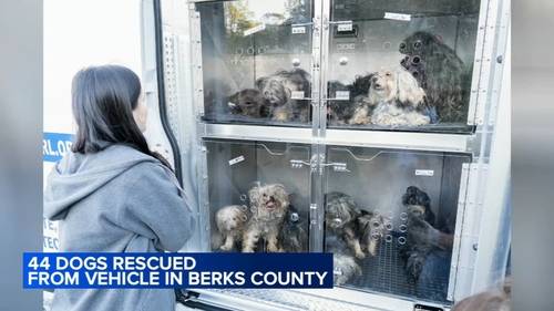 44 dogs found living in unsanitary conditions inside RV traveling through Reading, Pennsylvania