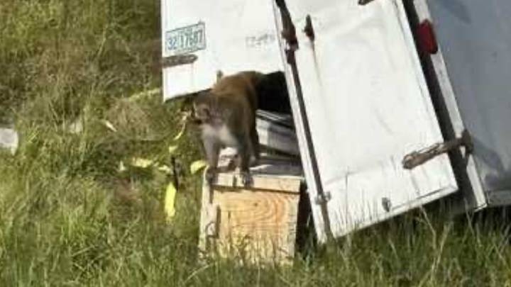 Monos de laboratorio escapan tras choque de camión que los transportaba