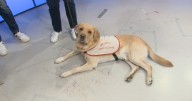Canadian Guide Dogs for the Blind seeking volunteers