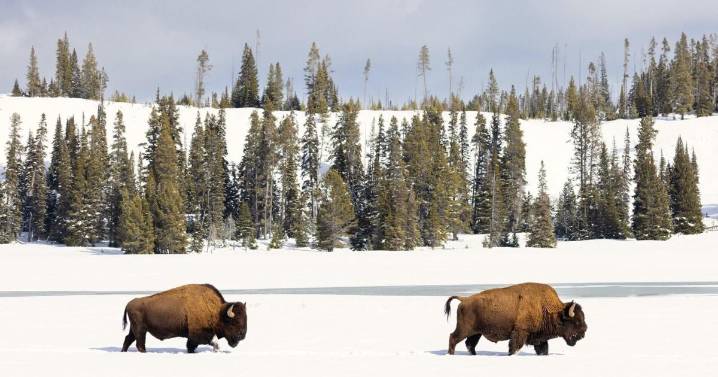 Yellowstone announces winter bison reduction plans amid complaints from Nez Perce