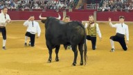 Peta conquista el campeonato goyesco de recortadores tras las cornadas a Saúl Pardo