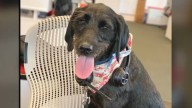 Dog dies after meth exposure in Ocean Beach, owner says