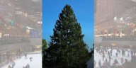 Rockefeller Center’s Christmas Tree Hails From East Greenbush Home