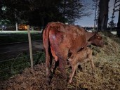Nacieron en la ERAGIA los primeros terneros por fertilización in vitro