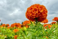 Inicia la cosecha del cempasúchil, la flor que guía a los muertos