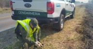 Una cría de oso melero escapó del fuego y fue rescatada por gendarmes en Orán