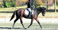 New Jersey Thoroughbred Adoption Group Ready For Horse Show